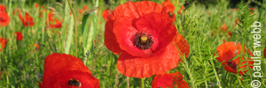 Poppy in field, Bad Ems